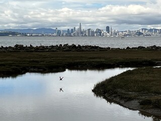 A bird flies and the San Francisco skyline shines