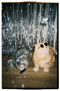 Ginger cat in round sunglasses near discoball