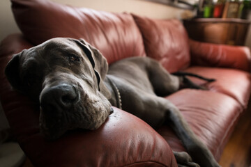 Portrait of bored big dog on red sofa