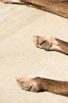 Dog paws in sunlight
