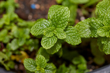 Organic Mint growing in a Garden