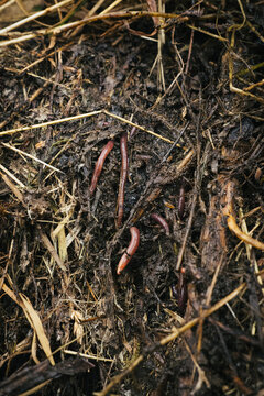 Compost