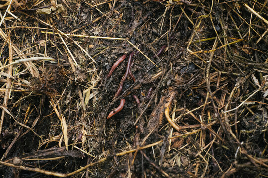 Compost