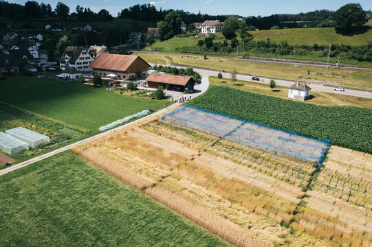 Grain breeding farm