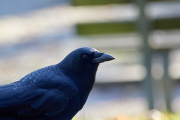 Profile Crow View Looking to the Right