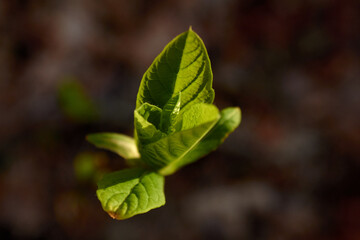 Abstract Spring Green Leaves