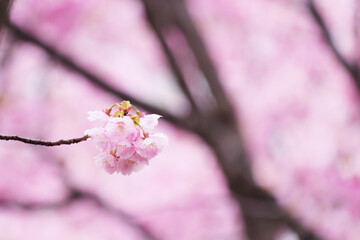 Beautiful cherry blossoms after rain in spring