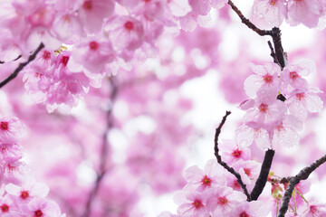Beautiful cherry blossoms after rain in spring