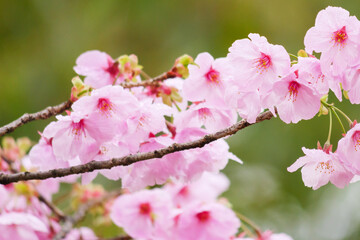 Fototapeta premium Beautiful cherry blossoms after rain in spring