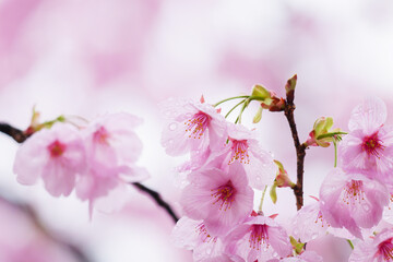 Beautiful cherry blossoms after rain in spring