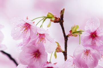Beautiful cherry blossoms after rain in spring