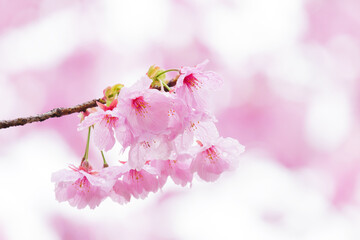 Beautiful cherry blossoms after rain in spring