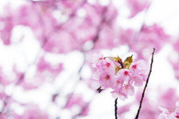 Beautiful cherry blossoms after rain in spring