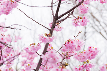 Beautiful cherry blossoms after rain in spring