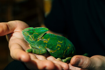 Colorful chameleon on hands on black background © IBRESTER