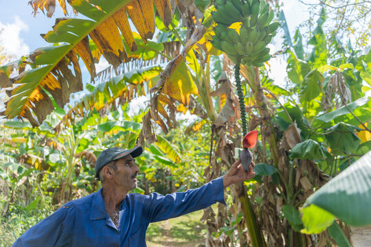 Banana Grower Checking His Cultivation