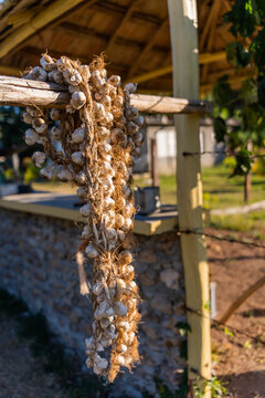 Bunch Of Garlic On A Market.