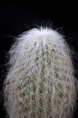 Сephalocereus senilis (old man cactus) growing on the boulevard in Baku