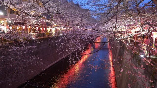cherry blossom on Meguro River in spring in Tokyo at night, illuminated sakura in bloom in Japan along Meguro River, Japanese Hanami festival
