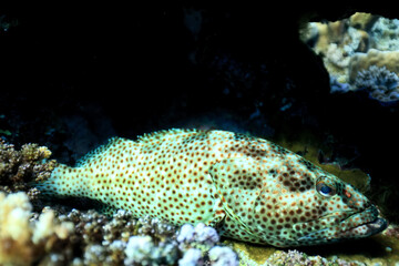 grouper underwater photo, fish diving nature wildlife