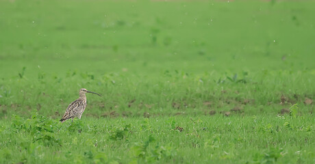 wildlife bird sandpiper on a field of flowers, background wallpaper
