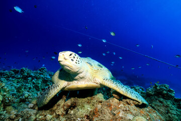 Fototapeta premium big sea turtle underwater photo, fish clingers, symbiosis ecosystem