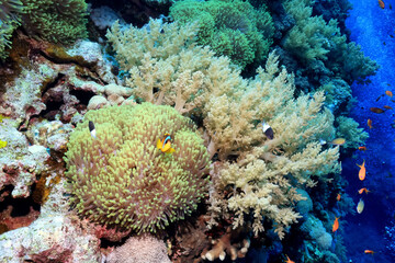 clown fish red sea, underwater reef anemone
