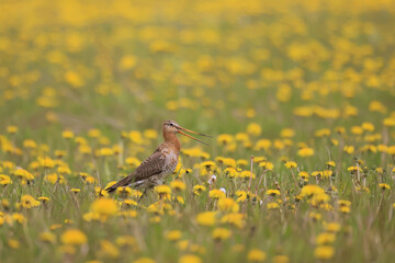 wildlife bird sandpiper on a field of flowers, background wallpaper