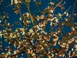 妖しい夜桜