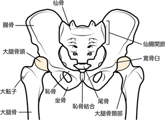 骨盤と股関節