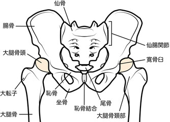 骨盤と股関節