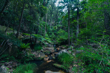 Obraz premium forest in the forest