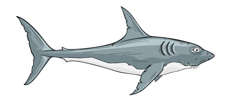 Toothy white shark vector illustration