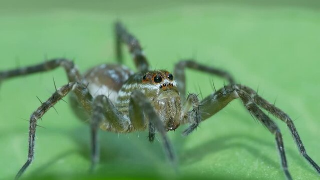 Wolf spider sun bathing on the leaf
