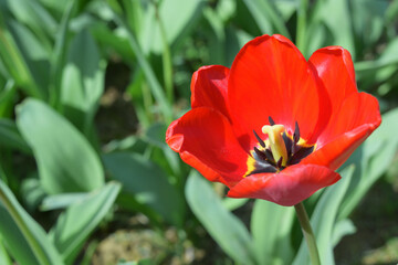 bud of a blooming spring red tulip close-up