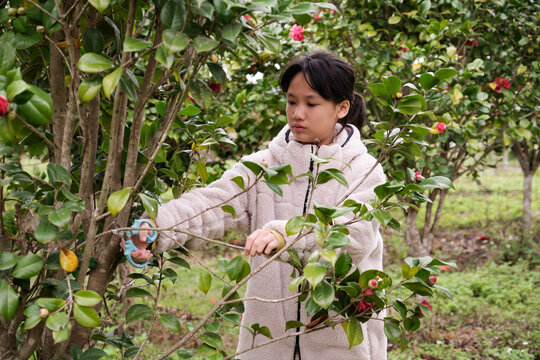 Asian girls are picking and cutting red camellia


