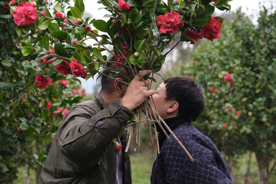 Asian couple in the camellia forest

