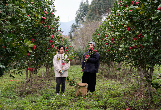 Asian mother and daughter pick in the camellia forest

