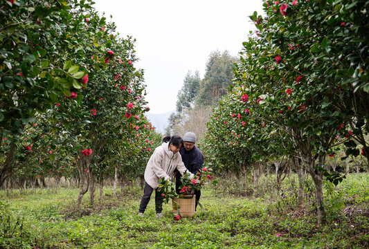 Asian mother and daughter pick in the camellia forest


