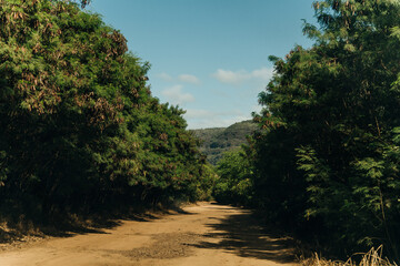 beautiful road through the nature of kauai, hawaii