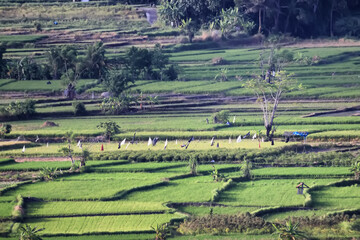 rice terraces landscape asia view, bio ecology