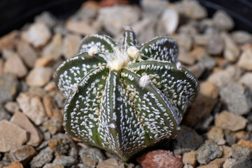 Astrophytum cactus close up with Akadema stone . Astrophytum Catus in black pot. Astrophytum asterias cactus. Top view of Astrophytum Asterias 