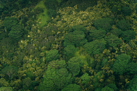 mixed forest in kauai, hawaii. tree view from above