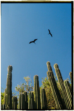 A Cactus Family With Blue Sky And Two Black Birds