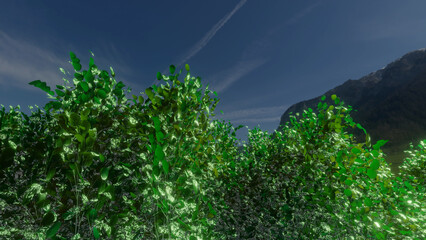 Trees and sky swaying in the wind