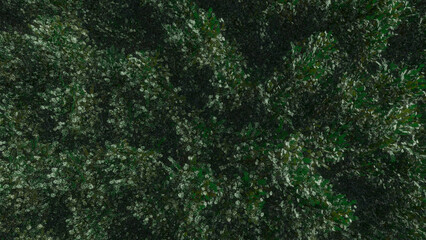 Trees and sky swaying in the wind