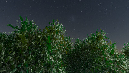 Trees and sky swaying in the wind