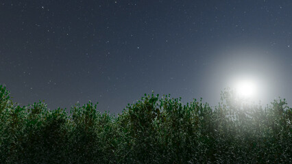 Trees and sky swaying in the wind