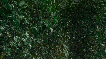 Trees and sky swaying in the wind