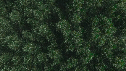 Trees and sky swaying in the wind